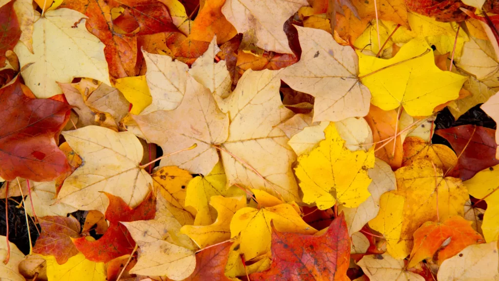 Foliage d'autunno, 6 passeggiate spettacolari tra boschi e montagne: una è vicino a Lecco 34 foliage in Brianza