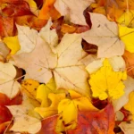 Foliage d’autunno, 6 passeggiate spettacolari tra boschi e montagne: una è vicino a Lecco