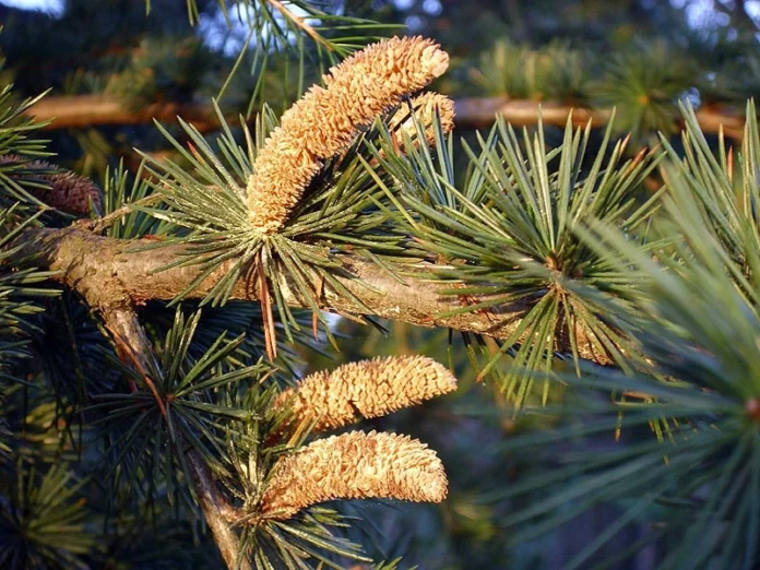 pollini di cedro brianza