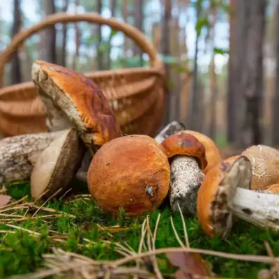 Funghi in Brianza, 5 boschi dove cercarli in autunno: da Montevecchia al Monte Barro 18 funghi brianza