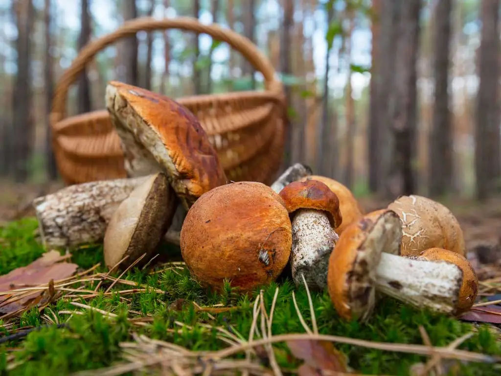 Al momento stai visualizzando Funghi in Brianza, 5 boschi dove cercarli in autunno: da Montevecchia al Monte Barro